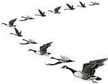geese formation