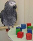 Picture of a parrot