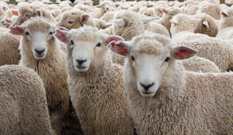 Don’t Be a Social Selling Lemming