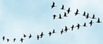 geese flying in a V formation