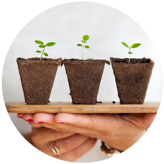 Hands holding three small plants