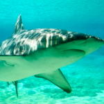 Riding the Shark: Vanquishing Fear in Selling. Part 1 of 4