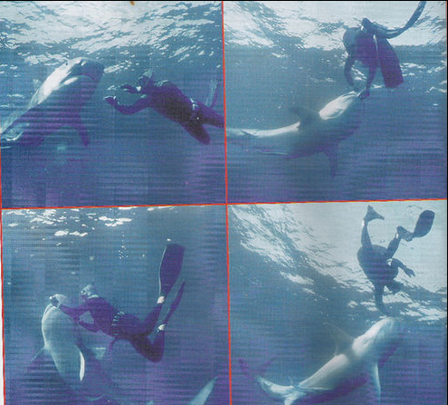 Riding the Shark: Vanquishing Fear in Selling, part 2 of 4