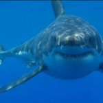 Riding the Shark: Vanquishing Fear in Selling, Part 3 of 4