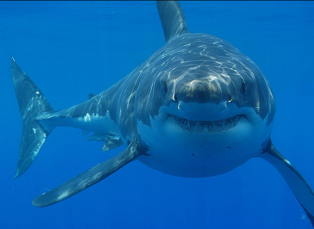 Riding the Shark: Vanquishing Fear in Selling, Part 3 of 4