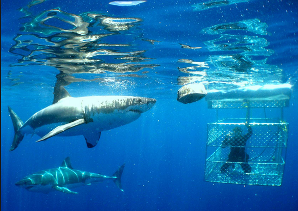 Riding the Shark: Vanquishing Fear in Selling, Part 4 of 4: Shark-proof Your Selling
