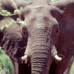 Building the Trust-based Organization