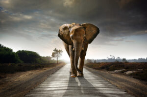 The Elephant of Trust