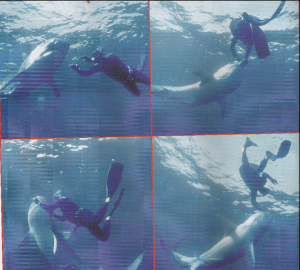 4 Sharks Of Fear (photo via Iggy.)