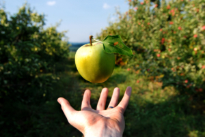 Hand reaching out to catch an apple