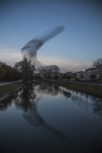 A murmuration of starlings reflected in a lake.